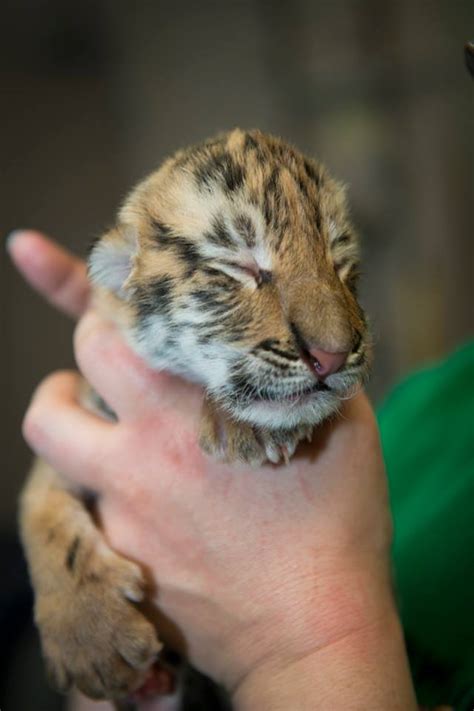 A baby tiger is called a tiger cub. Tiger Trio Boosts Endangered Species - ZooBorns