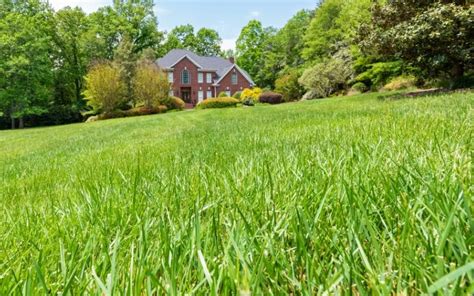 Does Fescue Grass Spread The Lawn Mower Guru