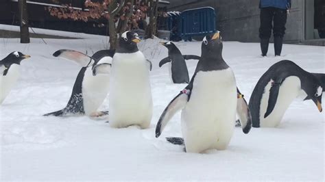 Penguin Snow Day Youtube