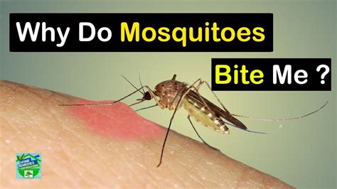 Why Do Mosquitoes Bite Me So Much Heres Why Youtube