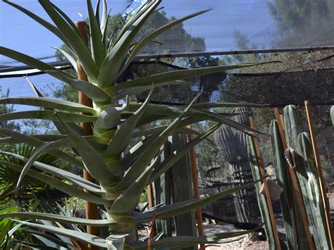 Most homes for sale in beaumont stay on the market for 64 days and receive 2 offers. Indio CA Plant Nursery & Garden Center | Palm Trees for Sale