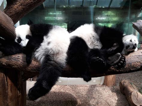 Panda Updates Wednesday August 23 Zoo Atlanta