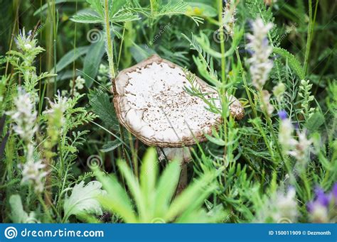 Big Beautiful White Mushroom Among Green Wild Grasses Stock Image