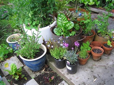 How To Make A Beautiful Container Garden Sunday Gardener