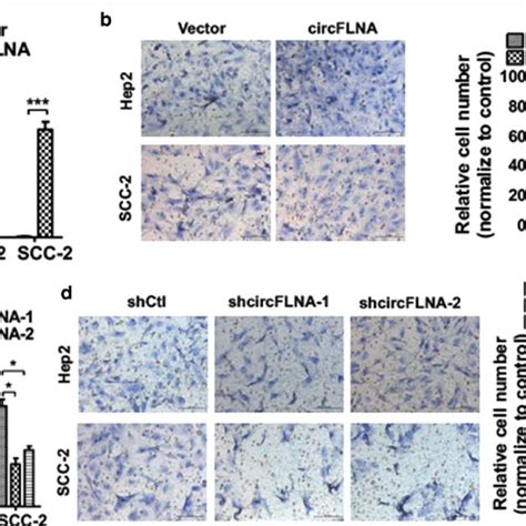 circflna mir 486 3p flna pathway regulates lscc cell migration a hep2 download scientific