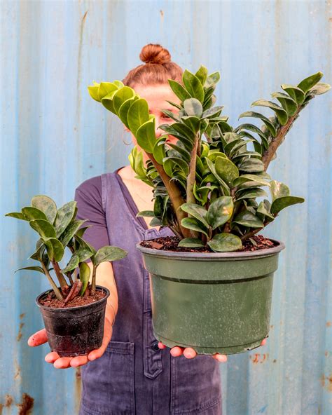 Use a clean knife or garden trowel to wedge between the pot and the soil to loosen. Buy Dwarf ZZ Plant, Zamioculcas zamiifolia 'Zenzi' | Free ...