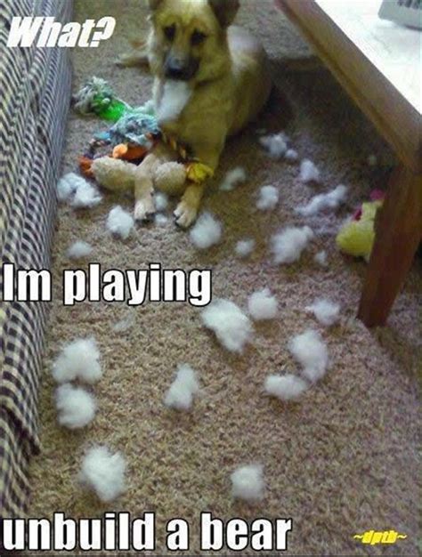 30 Funny Animal Captions Part 2 30 Pics Amazing