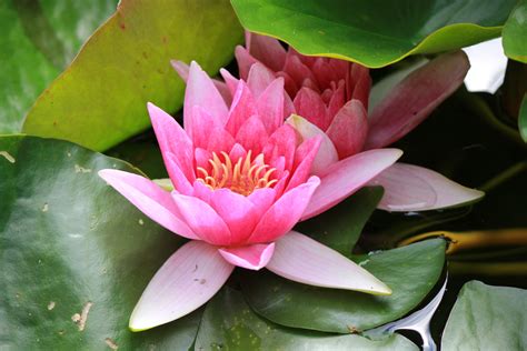 Pink Water Lily Cc0photo