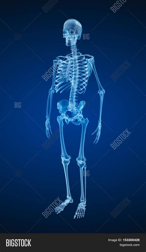 Human Skeleton Xray Image And Photo Free Trial Bigstock