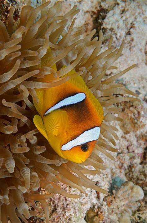 ภเгคк ค๓๏ Under The Sea Life Is Good Pets Animals Water Animales