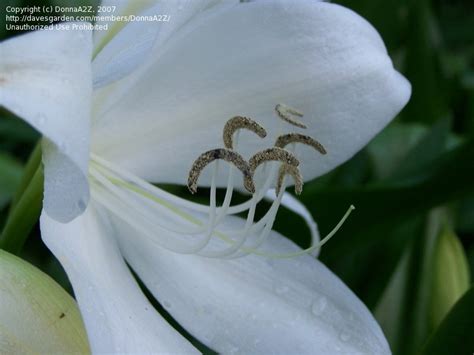 Plantfiles Pictures Stchristopher Lily Crinum Jagus By Revlar