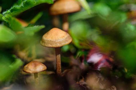 Svtr Psilocybin Is Being Investigated As A Possible Treatment For