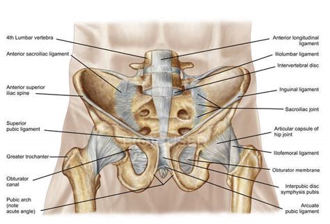 Quiz on the bones of the pelvis | anatomy & physiology class. Anatomie menschlicher Beckenknochen und Bänder ...