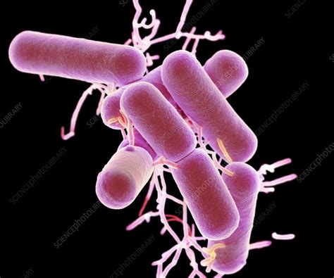 Lactobacillus Bacteria Sem Stock Image C026 9284 Science Photo Library