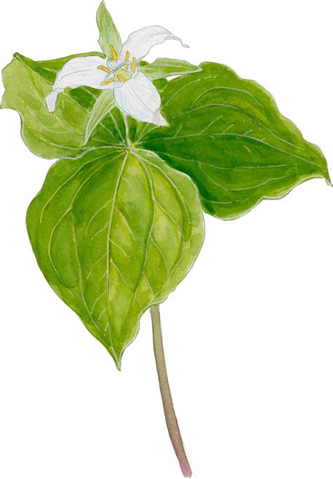 Trillium Ovatum John Muir Laws