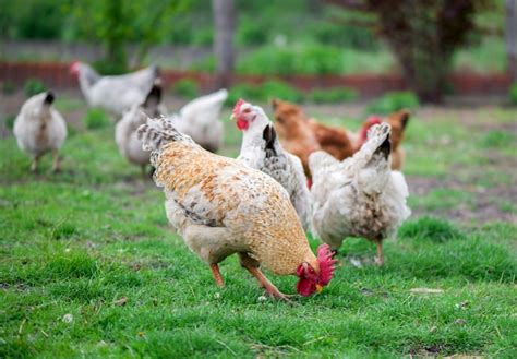 Premium Photo The Great Cock Cock On The Sunny Walk Beautiful Cock In The Pen For Chickens In