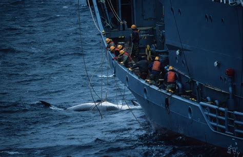 Japans New Whaling ‘mother Ship To Launch Despite Falling Demand For
