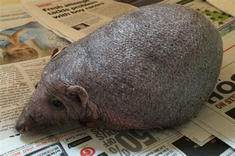 This Hedgehog Gets Daily Massages To Fight Baldness