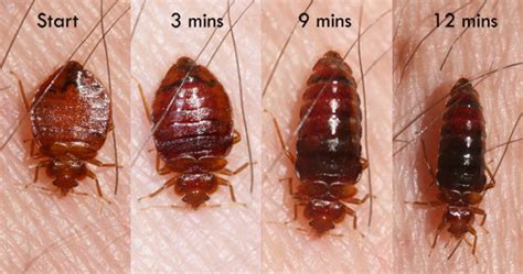 Bed Bug Behavior Habits What Do Bed Bugs Do