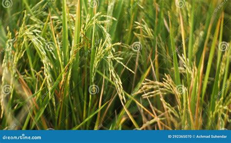 Yellowing Paddy Close Up Stock Photo Image Of Produce 292365070