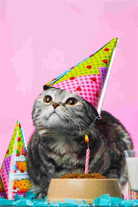 Cute Cat With Birthday Hat National Cat Day Birthday Hat Cat Day