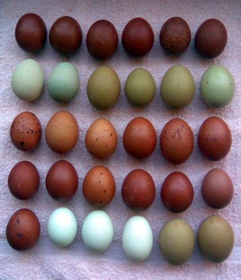 How To Color Brown Eggs Belinda Berubes Coloring Pages