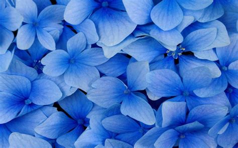 Blue Flowers Wallpapers Wallpaper Cave