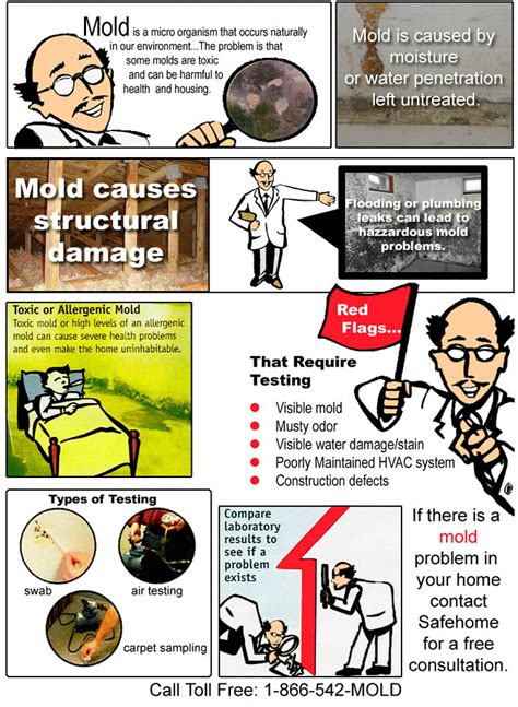 Mold Infographic Safe Home Environmental Services