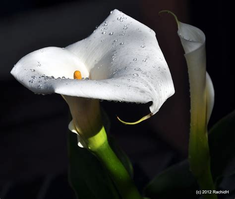 Dsc Calla Lily Arum Lily Zantedeschia Aethiopica Rachid H