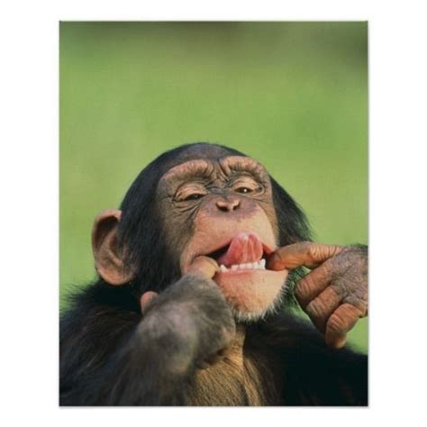 Albums 103 Images Monkey Sticking Out Tongue Pictures Completed 102023