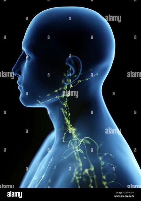 Lymphatic System Of Neck And Head Hi Res Stock Photography And Images