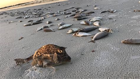 Photos Thousands Of Dead Fish Eel Wash Up On Siesta Key Beach As Red