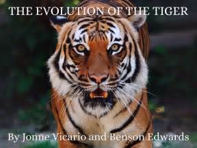 Evolution Of The Tiger By Juan Vicario