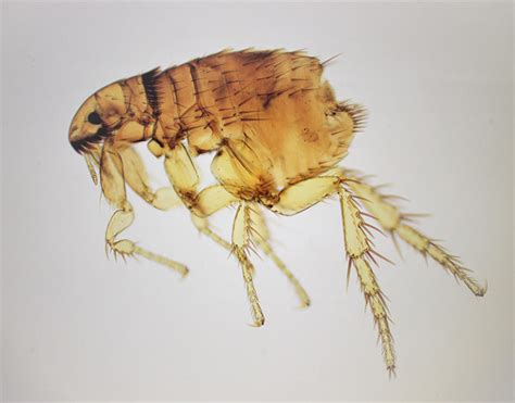 Fleas In The Home Facts You Should Know