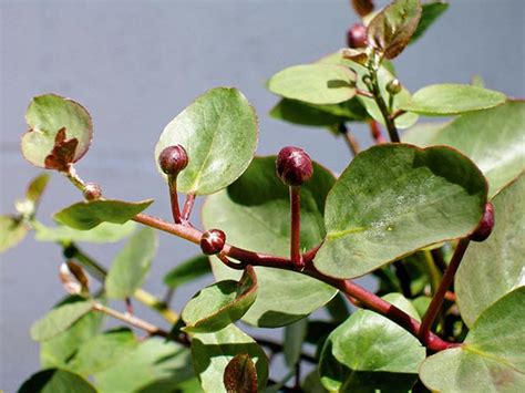 Simply break off a segment. A guide to growing, preserving and starting capers from ...