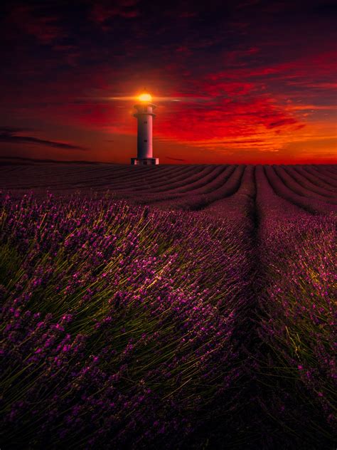 Sunset Wallpaper 4k Lavender Fields Lighthouse Orange Sky Flowers