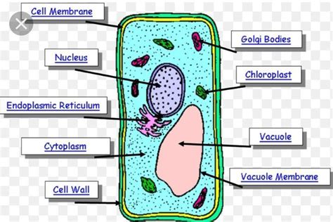 Plant Cell Diagram Labeled Class 9 Labeled Functions And Diagram Photos