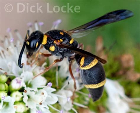 They are burroughing in our mulch, beside the sidewalk in northern when i was a child, the large black wasps or hornets looked like deadly flying shrimp to me, with legs handing down. Wasp Pictures Woodlands Area by Dick Locke