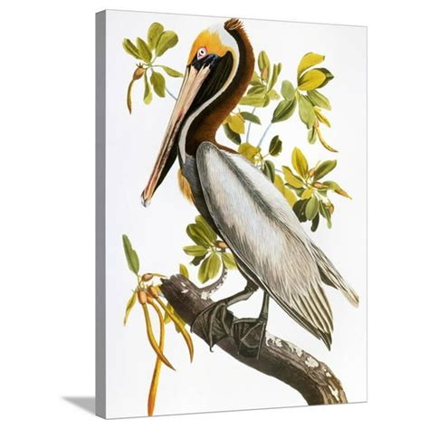 Audubon Pelican Stretched Canvas Print Wall Art By John James Audubon