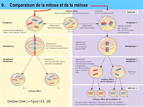 Division Cellulaire Mitose Et Meiose