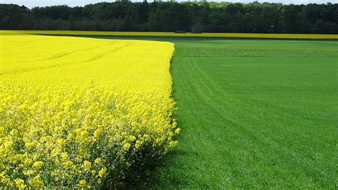 Free Photo Rapeseed Field Grass Field Landscape Agriculture Nature