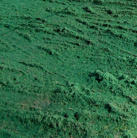 Maybe you would like to learn more about one of these? Establishing Turfgrass: Seed vs. Sod - Buildipedia