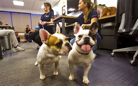 Honolulus Most Popular Dog Breeds Revealed Honolulu Star Advertiser