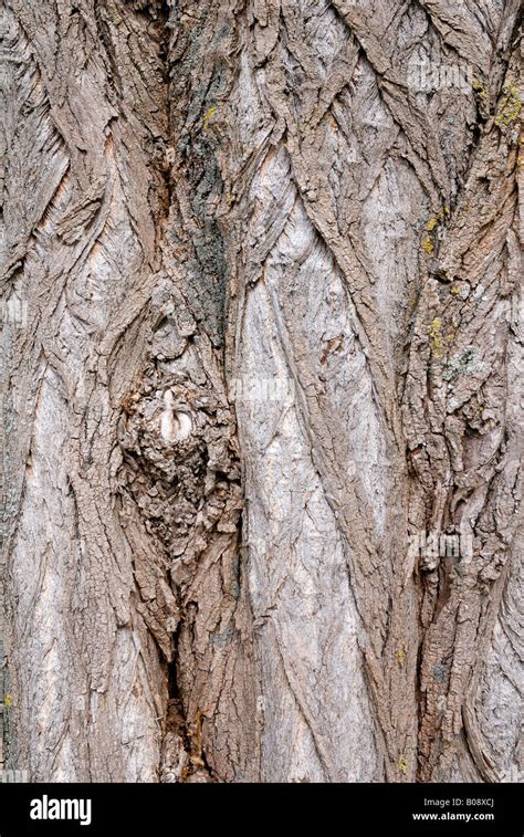 Bark Of Black Locust Tree Robinia Pseudoacacia Stock Photo Alamy