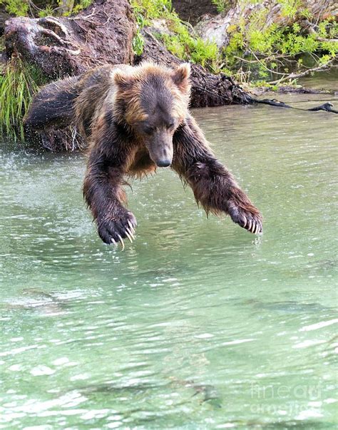 Kamchatka Brown Bear Diving Into River Photograph By Peter J Raymond