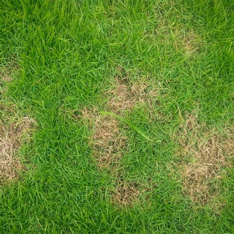 Pythium Blight Fungus In Your Lawn