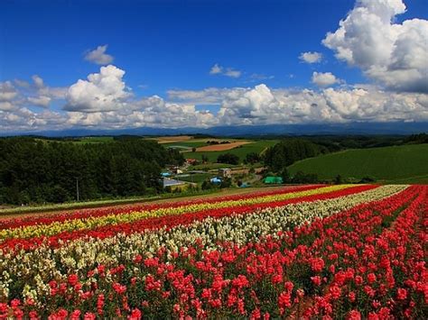 Biei Hokkaido Japan Deluxe Tours