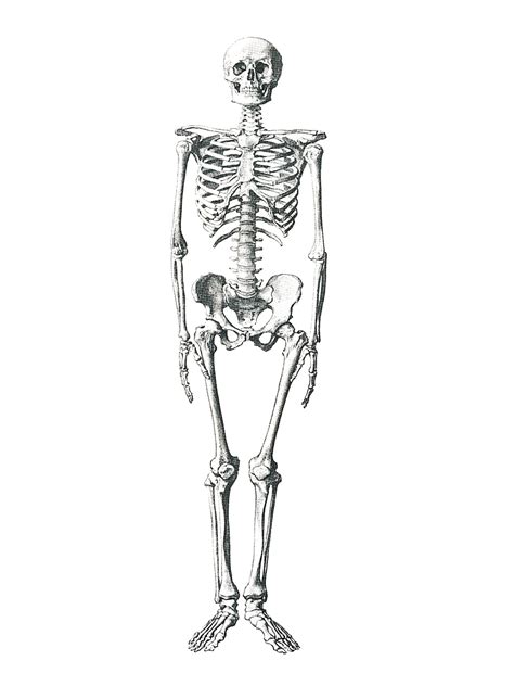 해골 의료 뼈 Pixabay의 무료 이미지