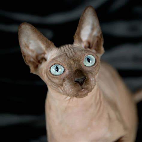 Avada Best Sellers Denim Sphynx Kitten Adopted Purebred Kitties