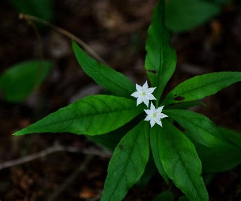 Pennsylvania Native Plantsnorthern Star Flower
